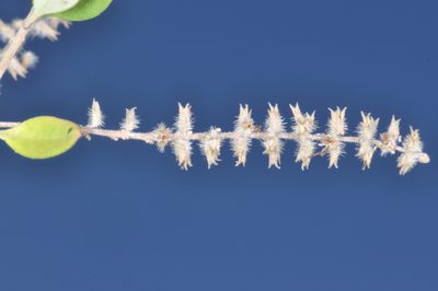 Aloysia gratissima, photographed by aacocucci