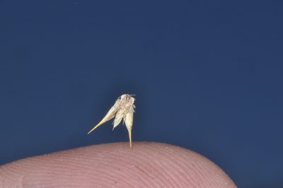 Alternanthera pungens, photographed by aacocucci
