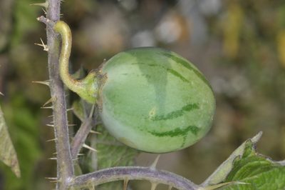 Solanum palinacanthum, photographed by aacocucci