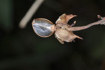 Ipomoea rubriflora, photographed by aacocucci