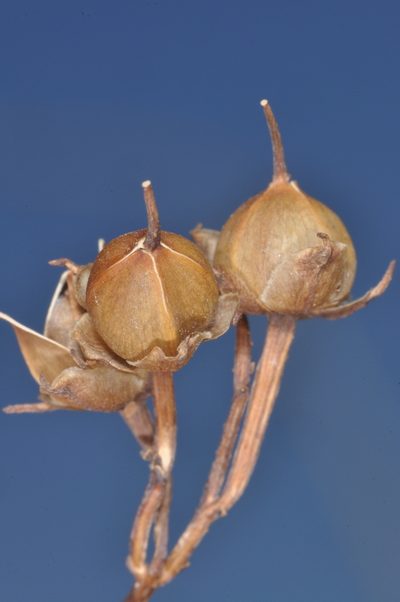 Ipomoea rubriflora, photographed by aacocucci