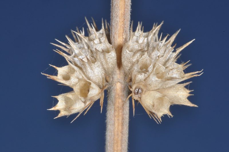 Leonurus sibiricus, photographed by aacocucci