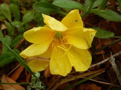 Oenothera drummondii