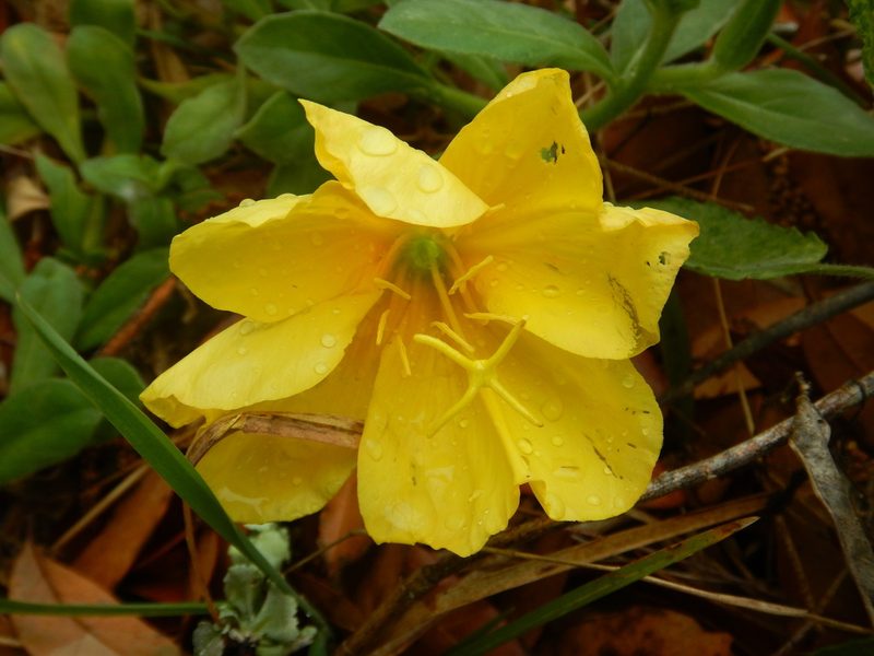 Oenothera drummondii, photographed by Ryan Watson