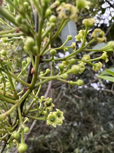 Maytenus laxiflora, photographed by Nicolás Baresch Uribe
