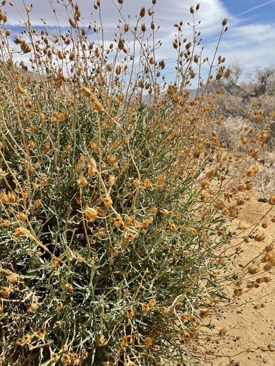 Penstemon incertus, photographed by Leah Gardner