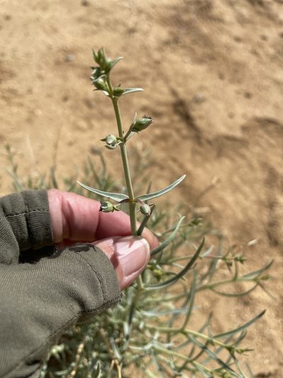 Penstemon incertus, photographed by Leah Gardner