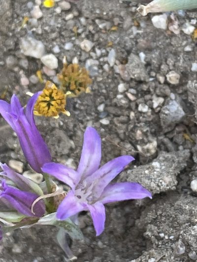 Allium carinatum, photographed by Leah Gardner