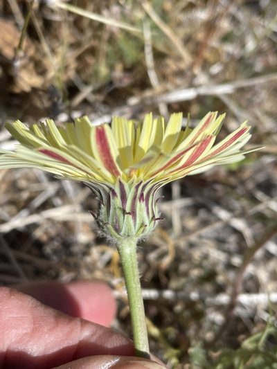 Malacothrix californica, photographed by Leah Gardner