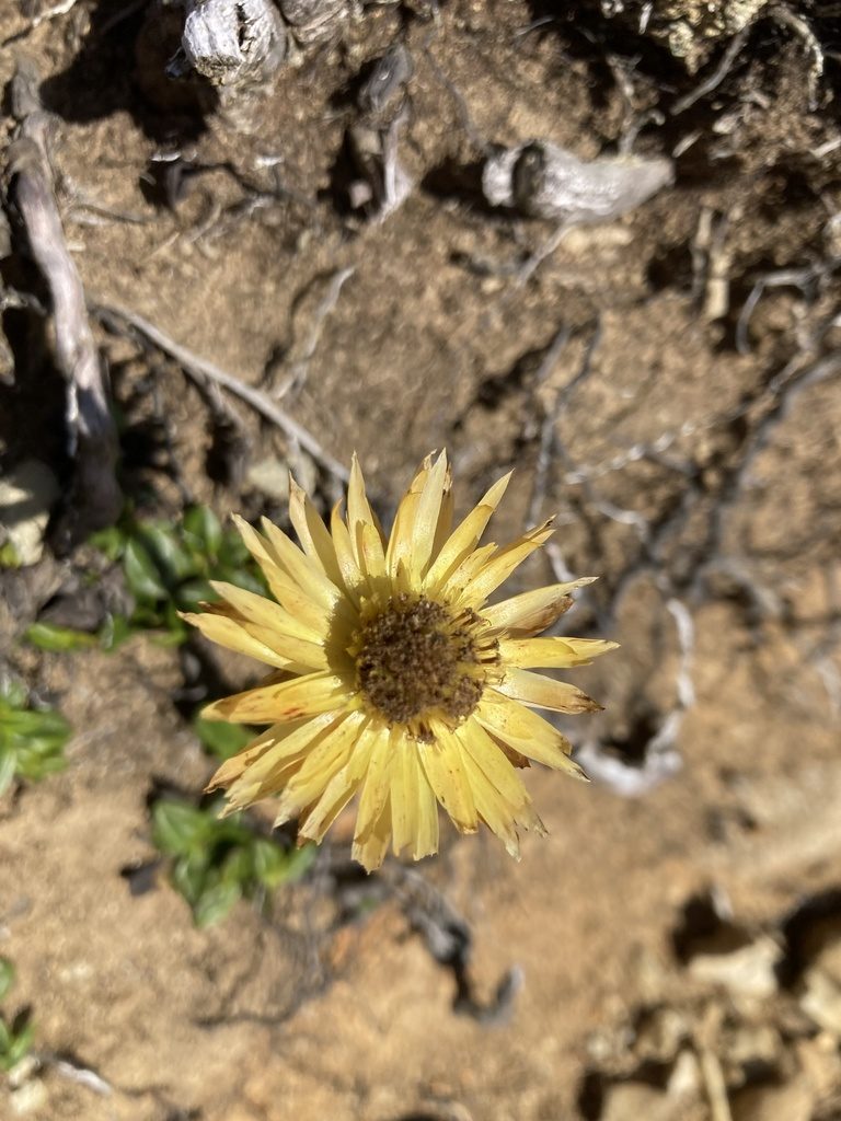 Xerochrysum alpinum, photographed by krumpianking