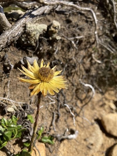 Xerochrysum alpinum, photographed by krumpianking