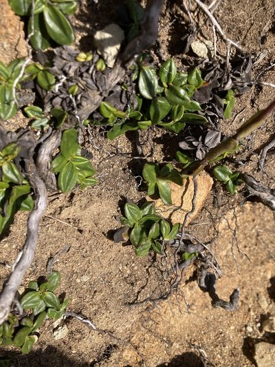 Xerochrysum alpinum, photographed by krumpianking