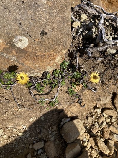 Xerochrysum alpinum, photographed by krumpianking