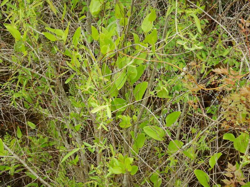 Smilax walteri, photographed by Ryan Watson
