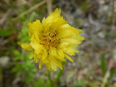 Pyrrhopappus carolinianus, photographed by Ryan Watson
