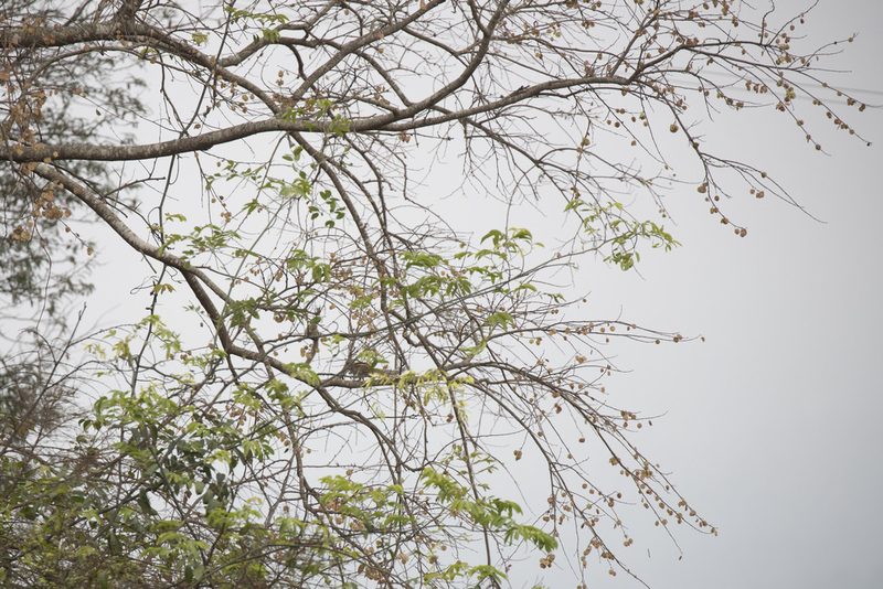 Holoptelea integrifolia, photographed by Kristof Zyskowski