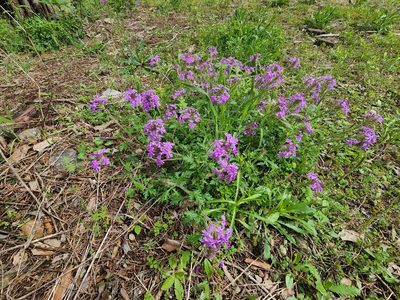 Verbena canadensis, photographed by Dominic
