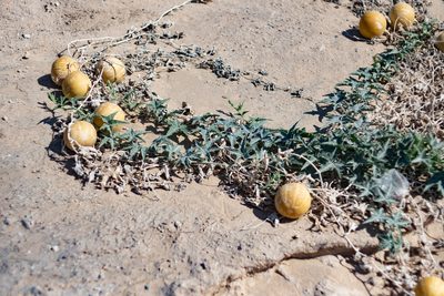 Cucurbita palmata, photographed by ant, like the bug