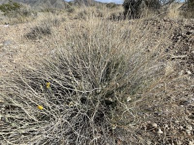 Psilostrophe cooperi, photographed by Bobby McCabe