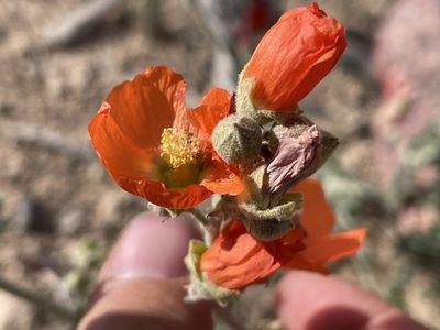 Sphaeralcea ambigua, photographed by Bobby McCabe