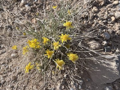 Acamptopappus shockleyi, photographed by Bobby McCabe