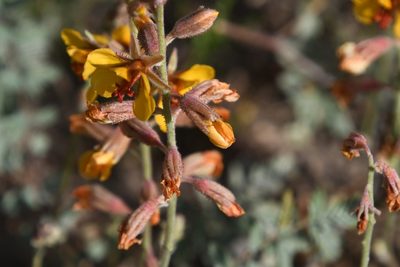 Hoffmannseggia glauca, photographed by Mike Ostrowski