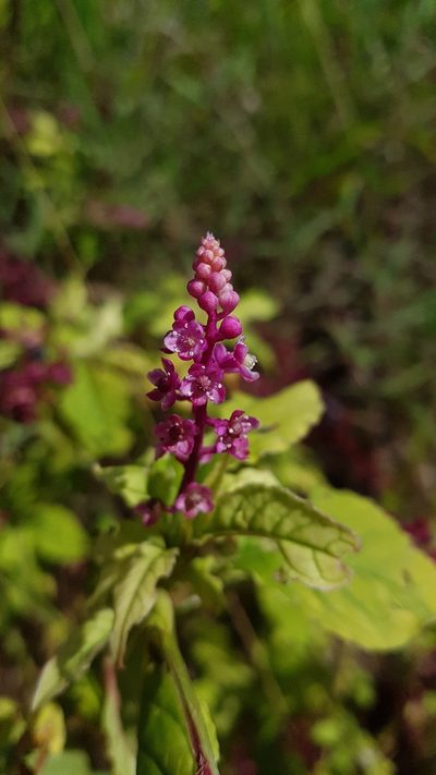 Phytolacca thyrsiflora, photographed by Celso Henrique Varela Rios