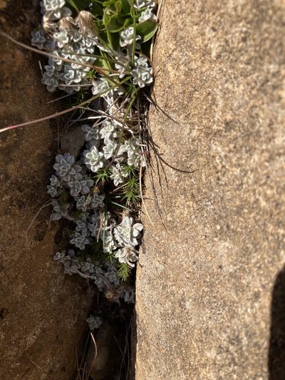 Ewartia planchonii, photographed by krumpianking