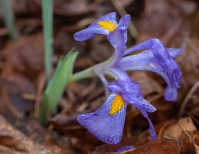 Iris verna, photographed by kirk gardner