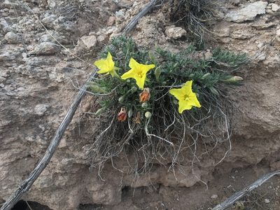 Oenothera lavandulifolia, photographed by Vincent Weber