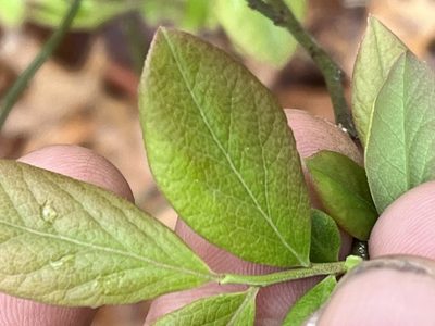 Vaccinium pallidum, photographed by Brian Finzel