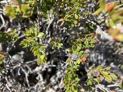 Leptospermum rupestre, photographed by krumpianking