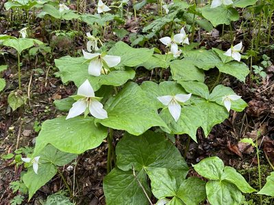 Trillium simile, photographed by Brian Finzel