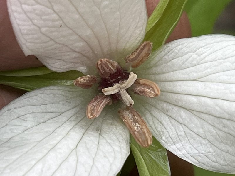 Trillium simile, photographed by Brian Finzel