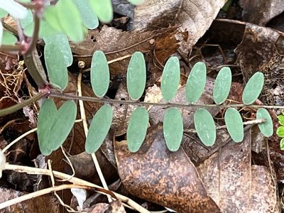 Vicia caroliniana, photographed by Brian Finzel