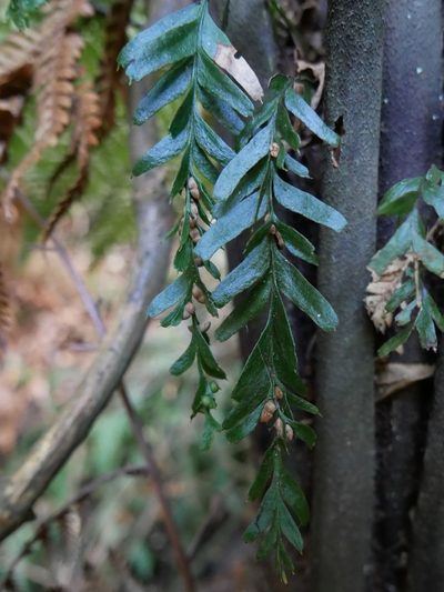 Tmesipteris horomaka, photographed by Alice Shanks