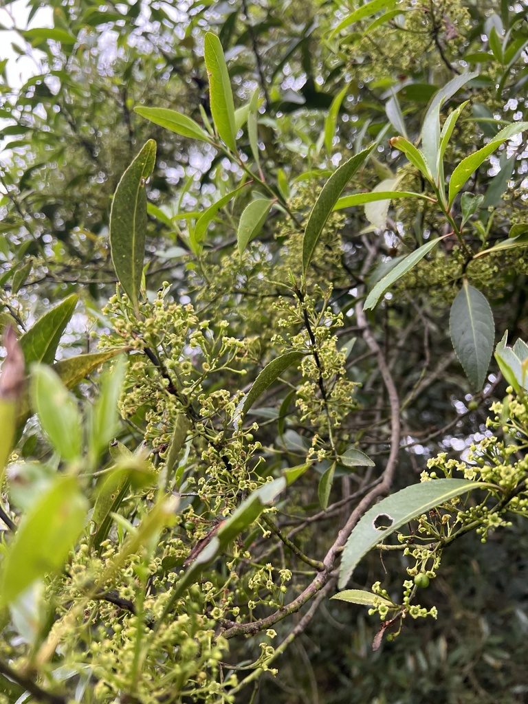 Maytenus laxiflora, photographed by Nicolás Baresch Uribe
