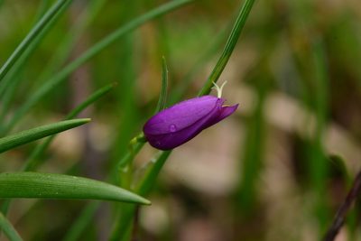 Olsynium douglasii, photographed by Julia Carr