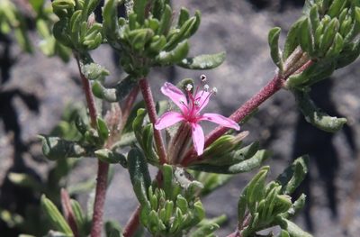 Frankenia salina, photographed by Millie Basden