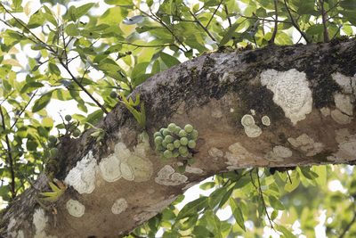 Ficus racemosa, photographed by Kristof Zyskowski