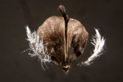 Lippia turbinata, photographed by aacocucci