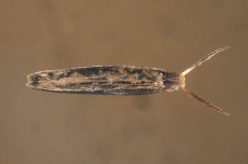Heterosperma ovatifolium, photographed by aacocucci