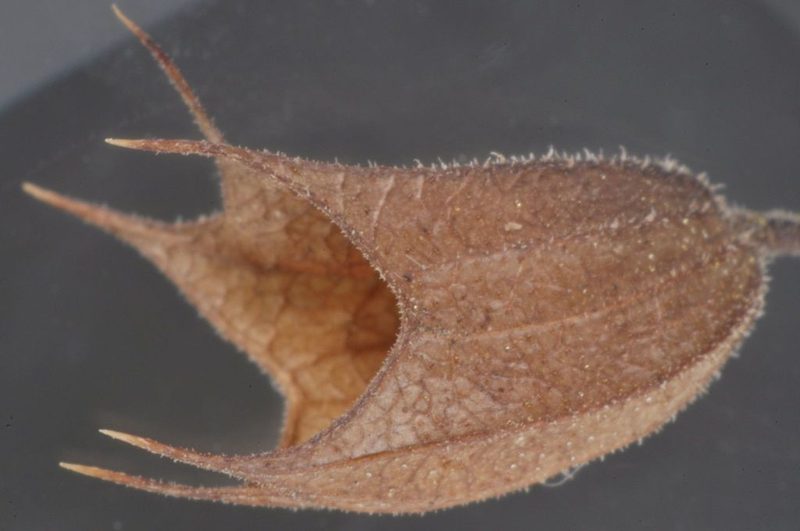 Lepechinia floribunda, photographed by aacocucci