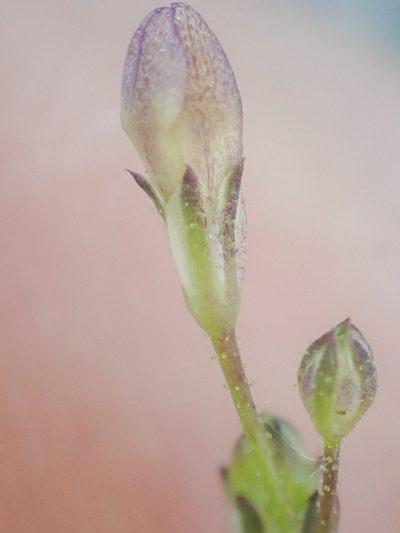 Saltugilia australis, photographed by Trevor Van Loon