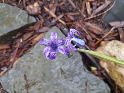 Hyacinthus orientalis, photographed by lucky