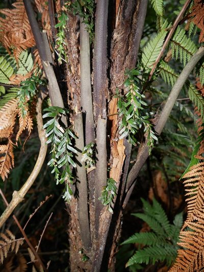 Tmesipteris horomaka, photographed by Alice Shanks