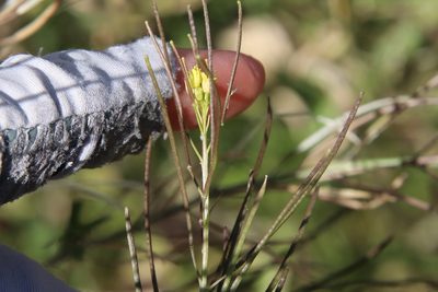 Sisymbrium irio, photographed by Millie Basden