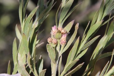 Pluchea sericea, photographed by Millie Basden