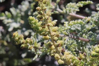 Ambrosia chamissonis, photographed by Millie Basden