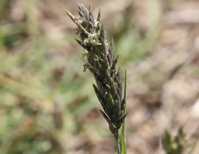Distichlis spicata, photographed by Millie Basden